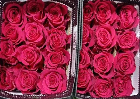 Rosa Gr Ec Born Beauty • 60 cm