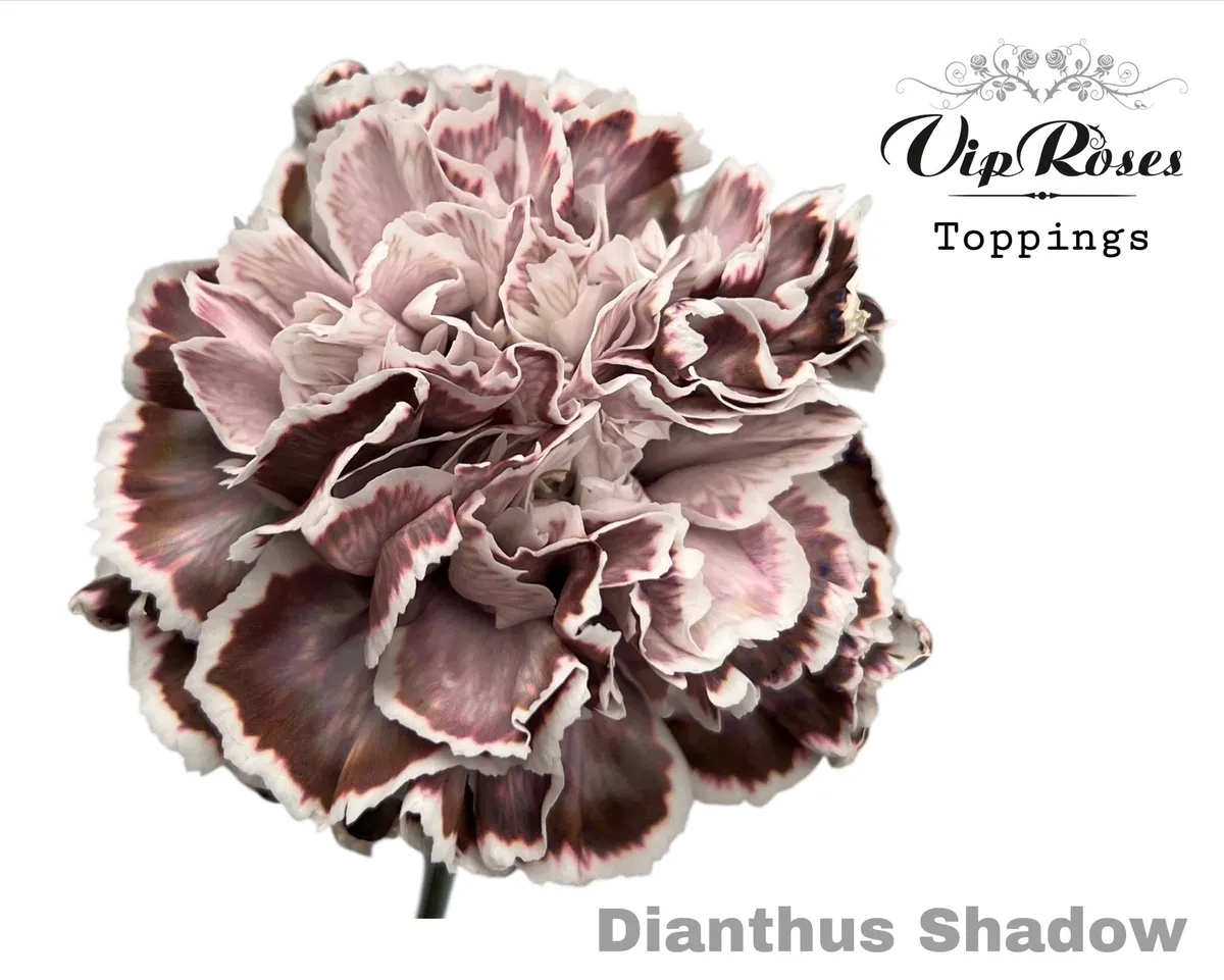 Di St Shadow • 60 cm