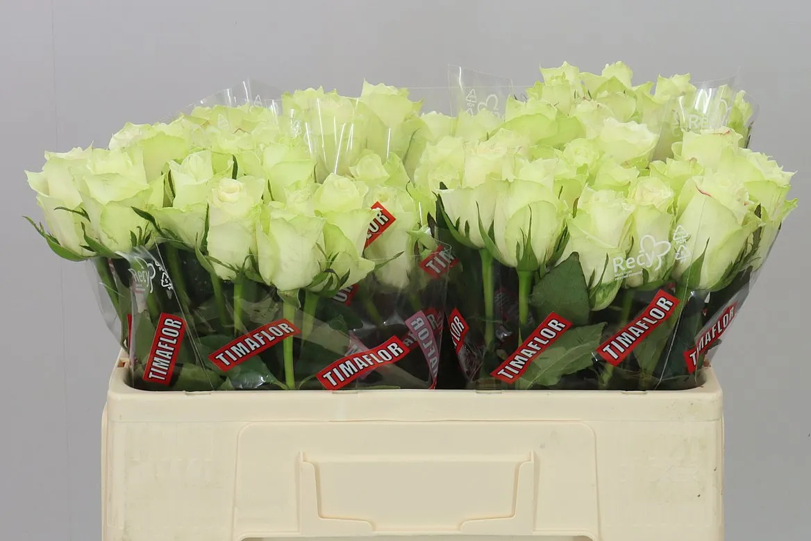 Rosa Gr Athena Ex • 50 cm