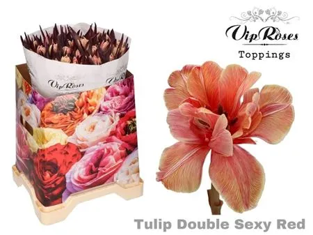 Tulipa Vip Du Double Sexy Red