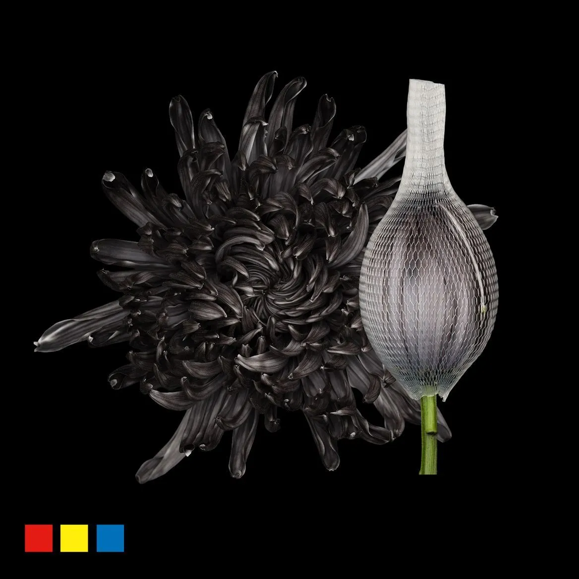 Chryzantéma veľkokvetá Stravina Black • 70 cm
