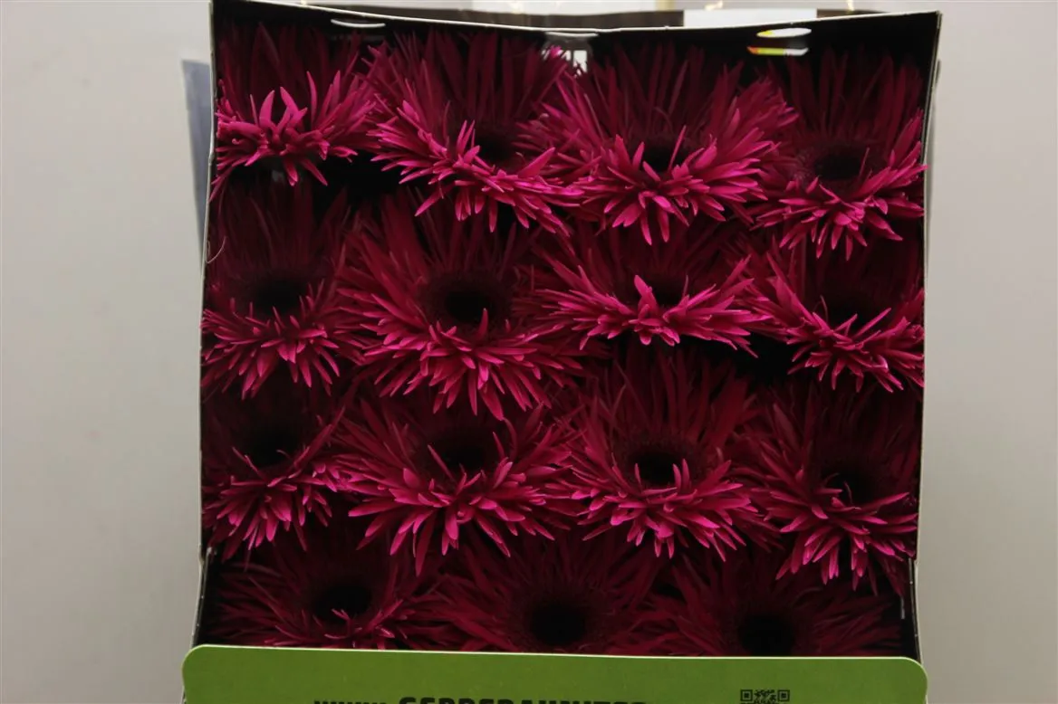 Gerbera Diamond Spider Renegade • 55 cm