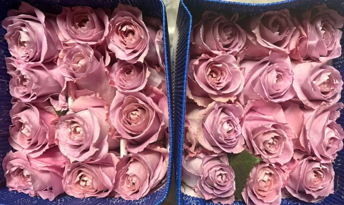 Rosa Gr Ec Cooldown • 60 cm