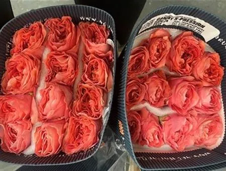 Rosa Gr Ec Candy X- Pression • 40 cm