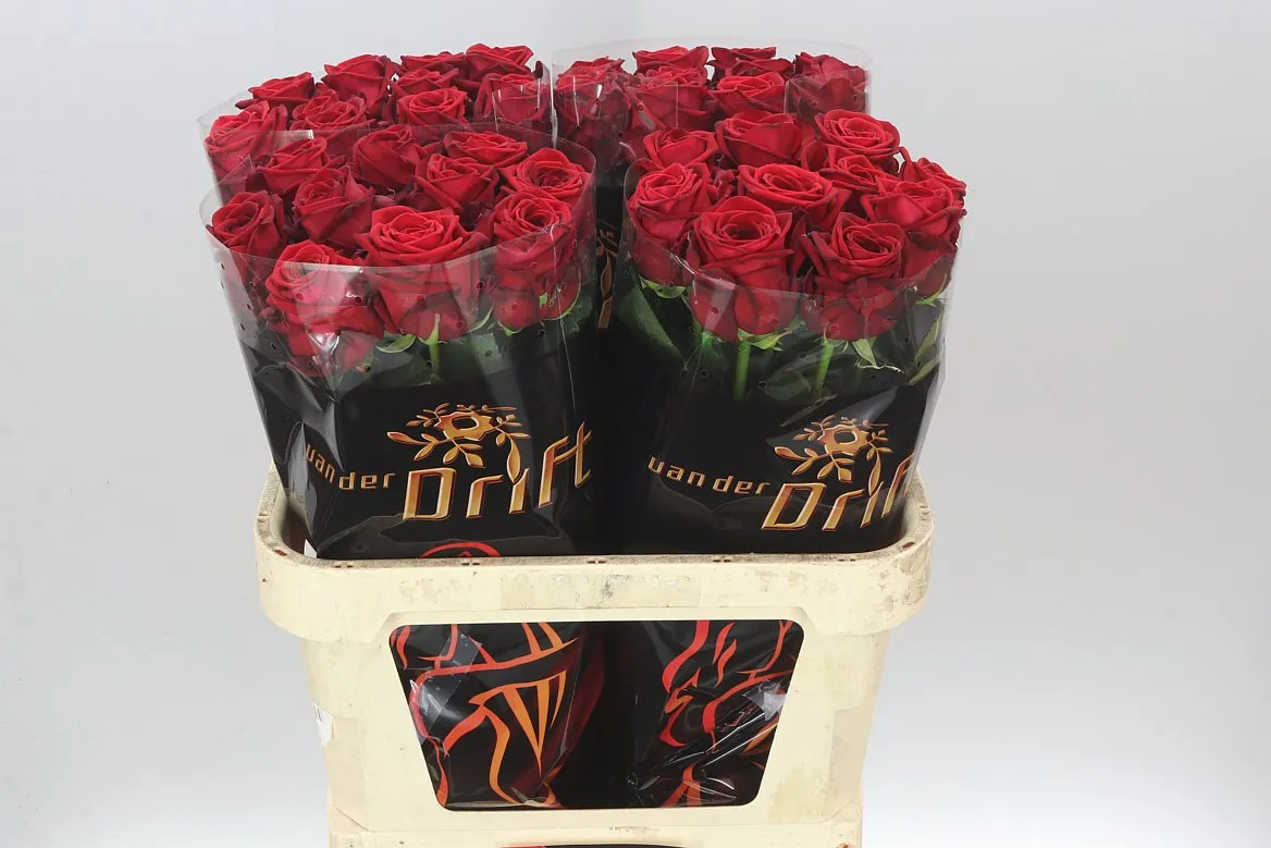 Rosa Gr Red Naomi Sexy • 80 cm