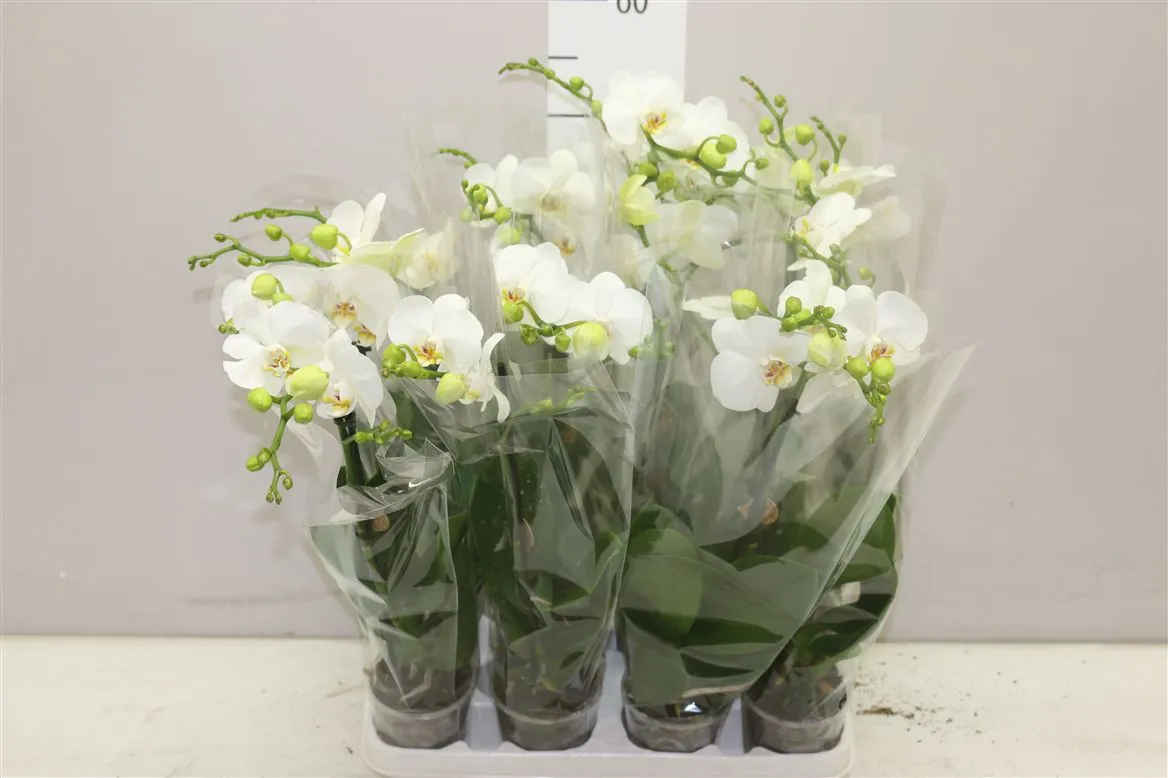 Orchidea Phalaenopsis Midi biela, 1 výhon • črepník 9 cm