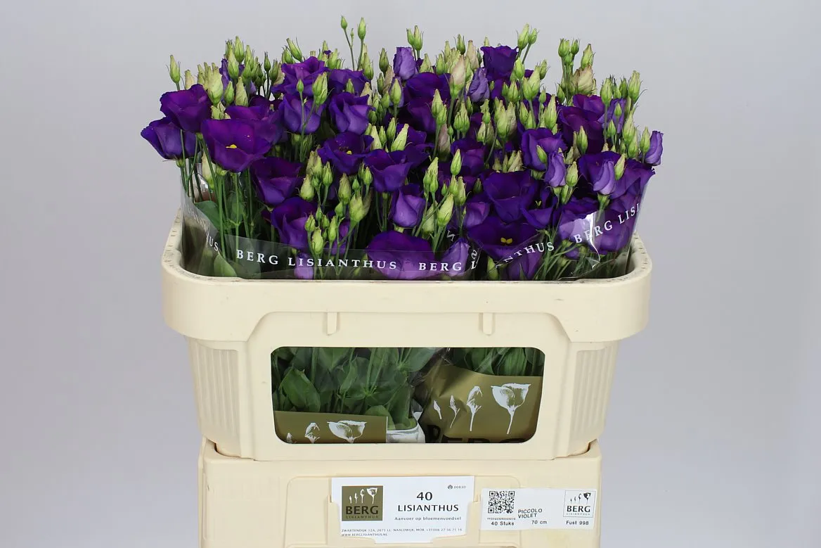 Eustóma jednoduchá Piccolo Violet • 72 cm