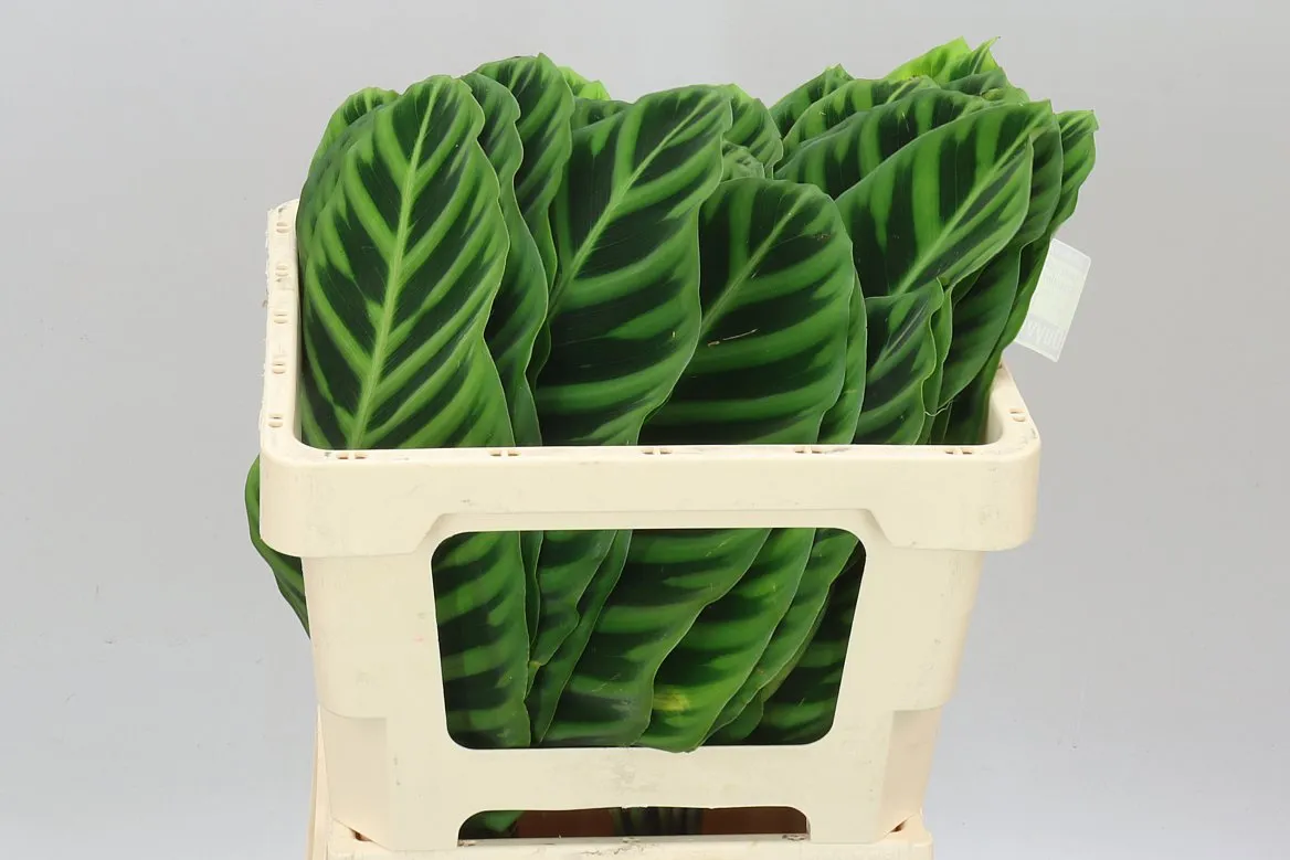 Calathea Zebrina • 55 cm