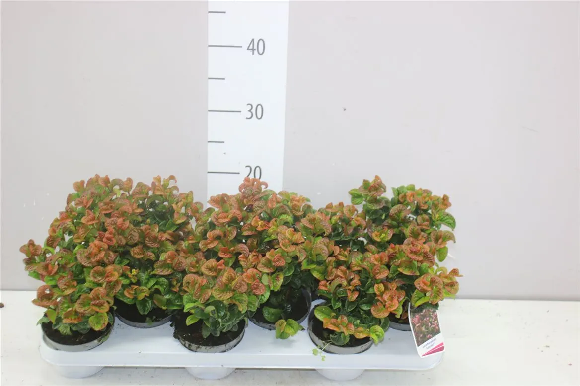 Leucothoe Axillaris Curly Red • črepník 10 cm