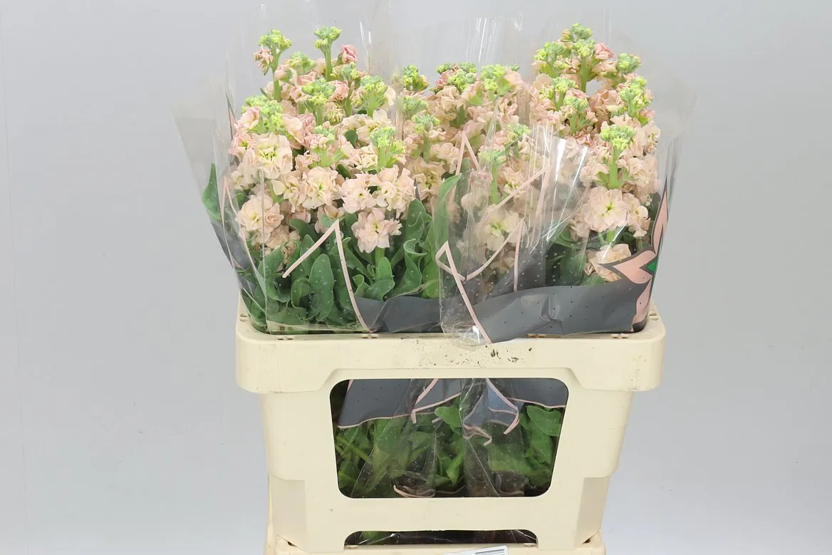 Matthiola Apricot It. Imp • 60 cm