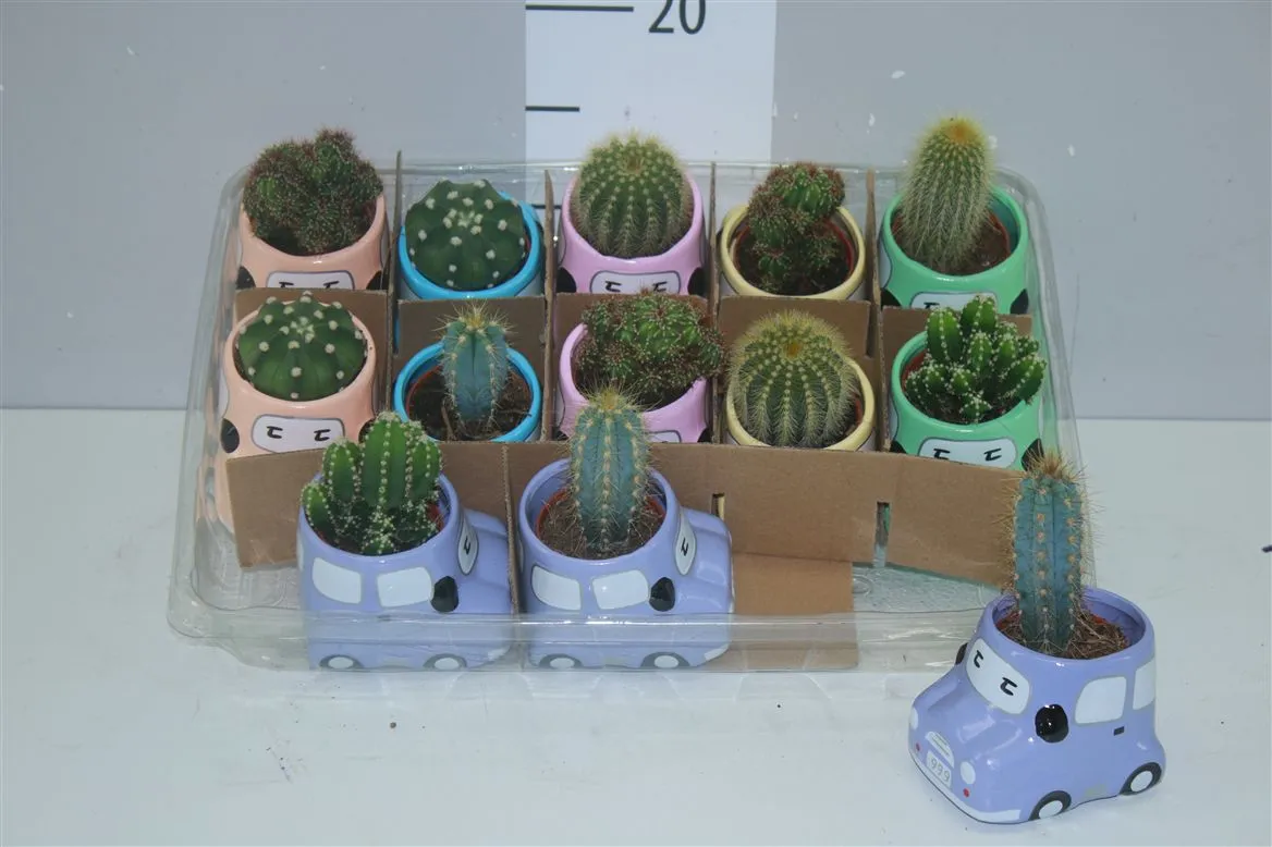 Cactus Mix Keramiek Auto A2 • črepník 6 cm