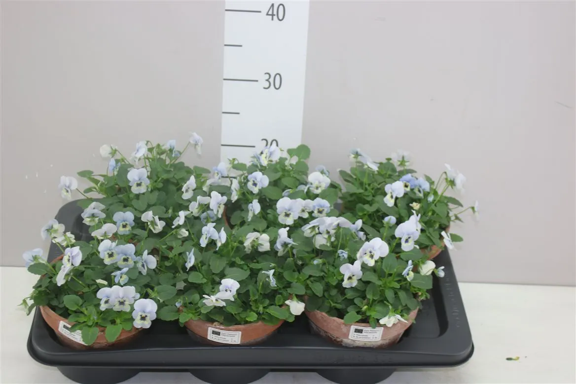 Viola Cornuta White Light Blue Wing v kameninovom črepníku • črepník 15 cm