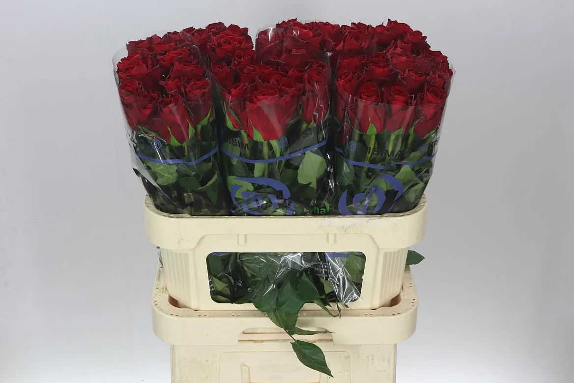Ruža Madam Red • 80 cm