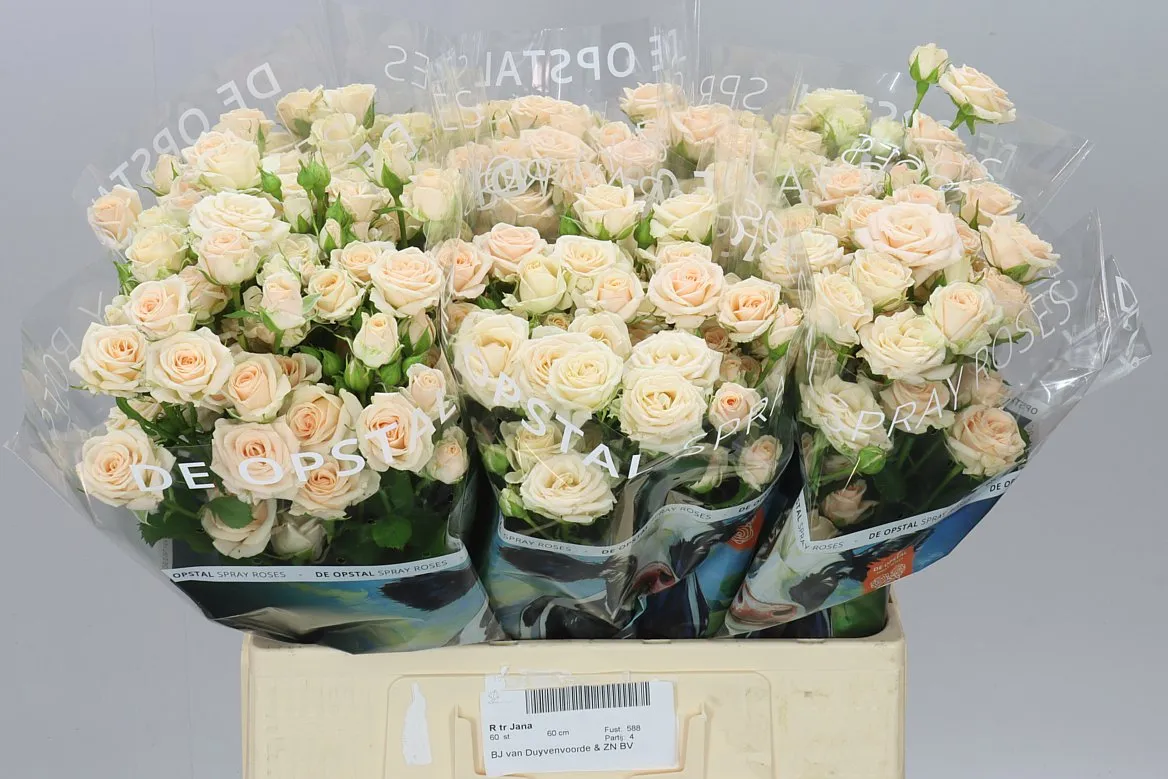 Rosa Tr Jana • 60 cm