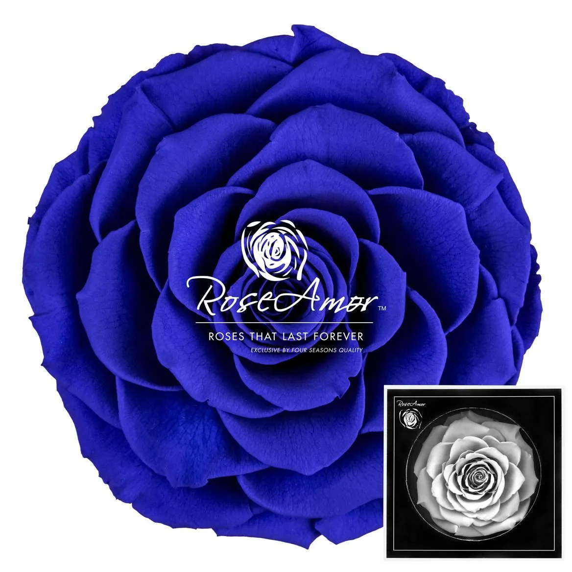 Stabilizovaná ruža Bonita ⌀ 9 cm, modrá BLU03