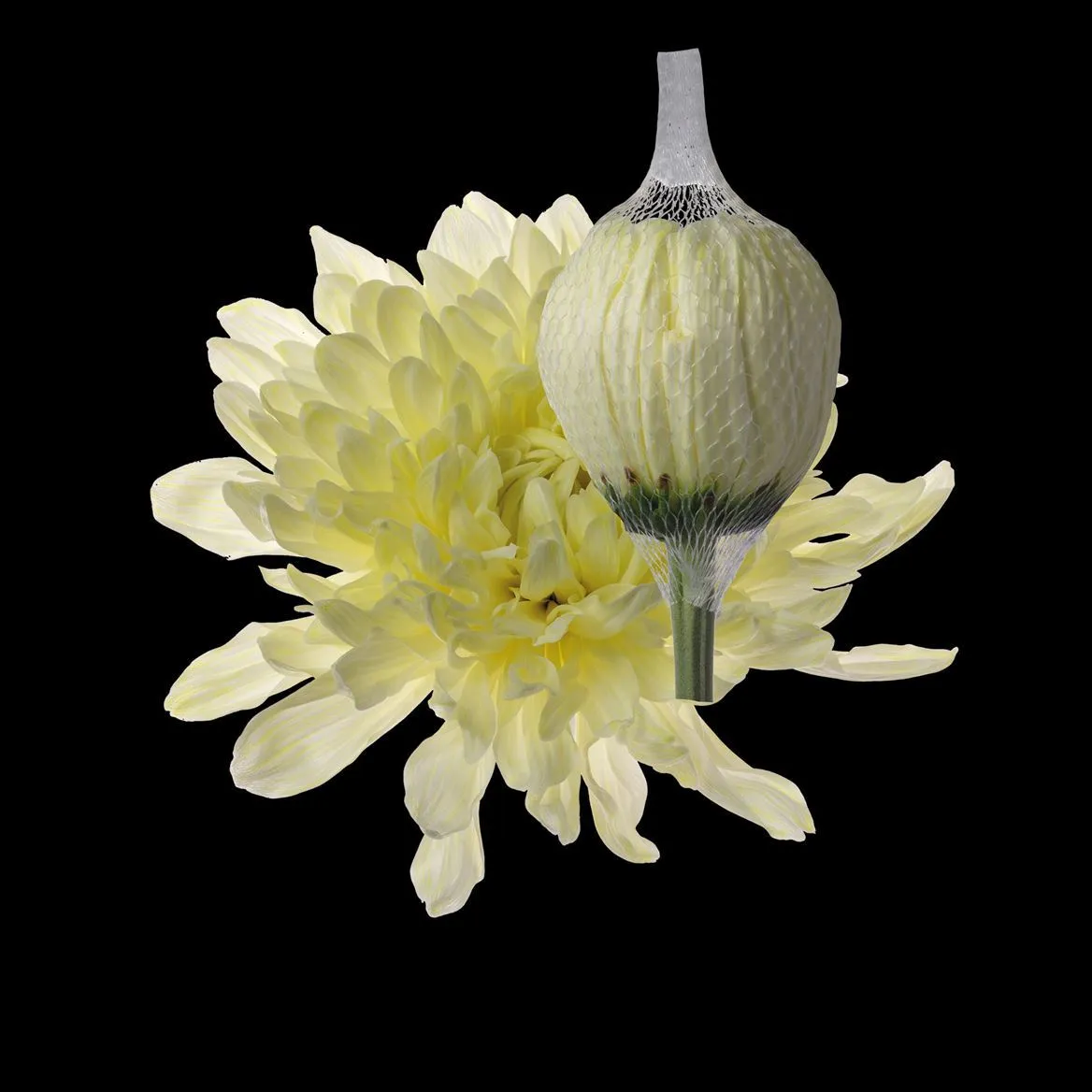 Chryzantéma veľkokvetá Antonov Pastel Yellow • 70 cm