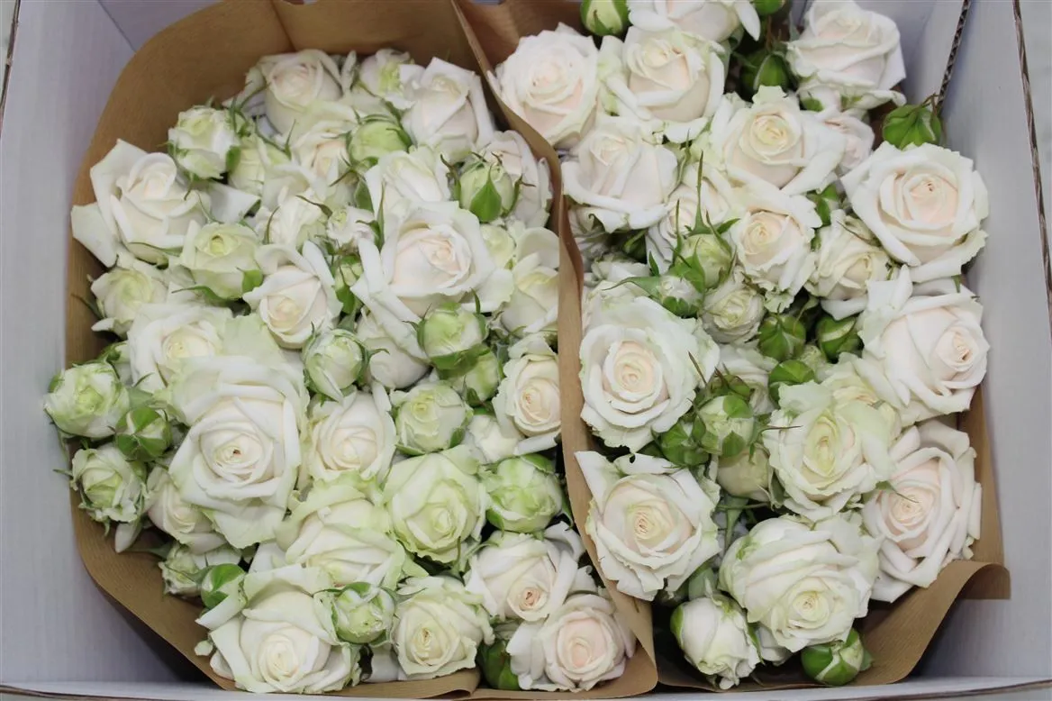 Rosa Spray Exclusive Sensation • 50 cm