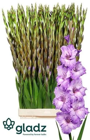 Glad Milka • 125 cm