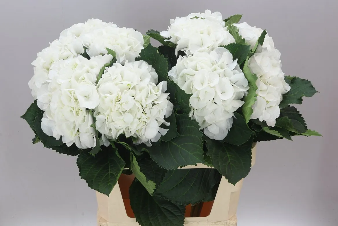Hyd Schneeball • 80 cm