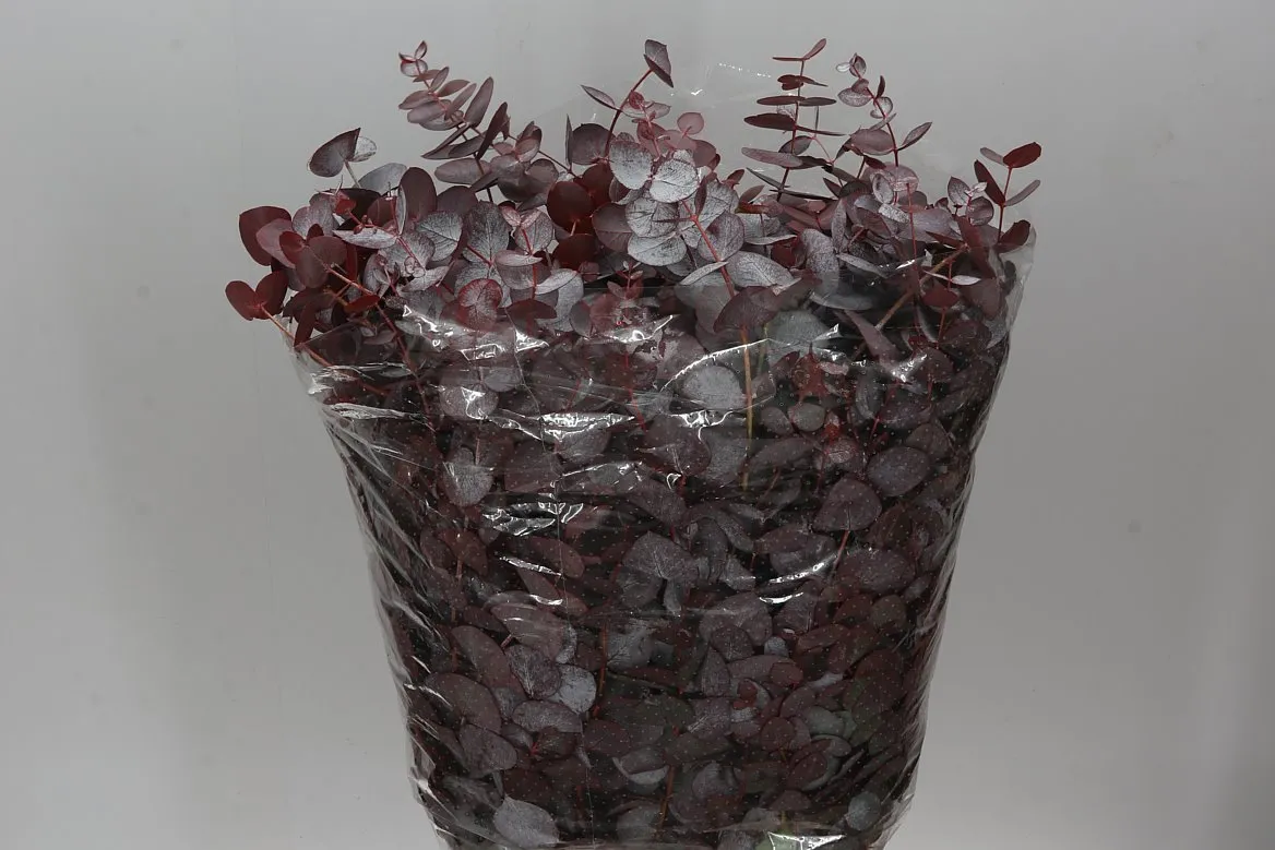 Eukalyptus Cinerea Abs Red • 70 cm