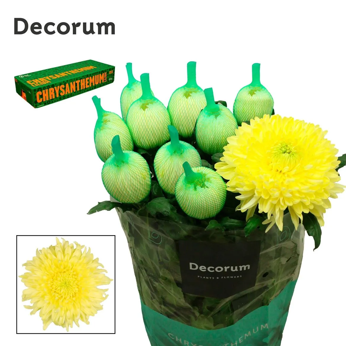 Chr G Magnum Yellow • 75 cm