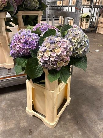 Hortenzia Majestic Classic • 80 cm