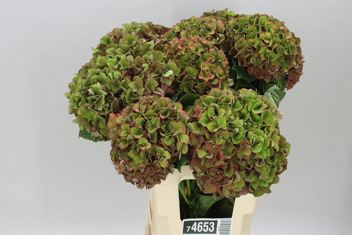 Hortenzia Lava Classic • 60 cm