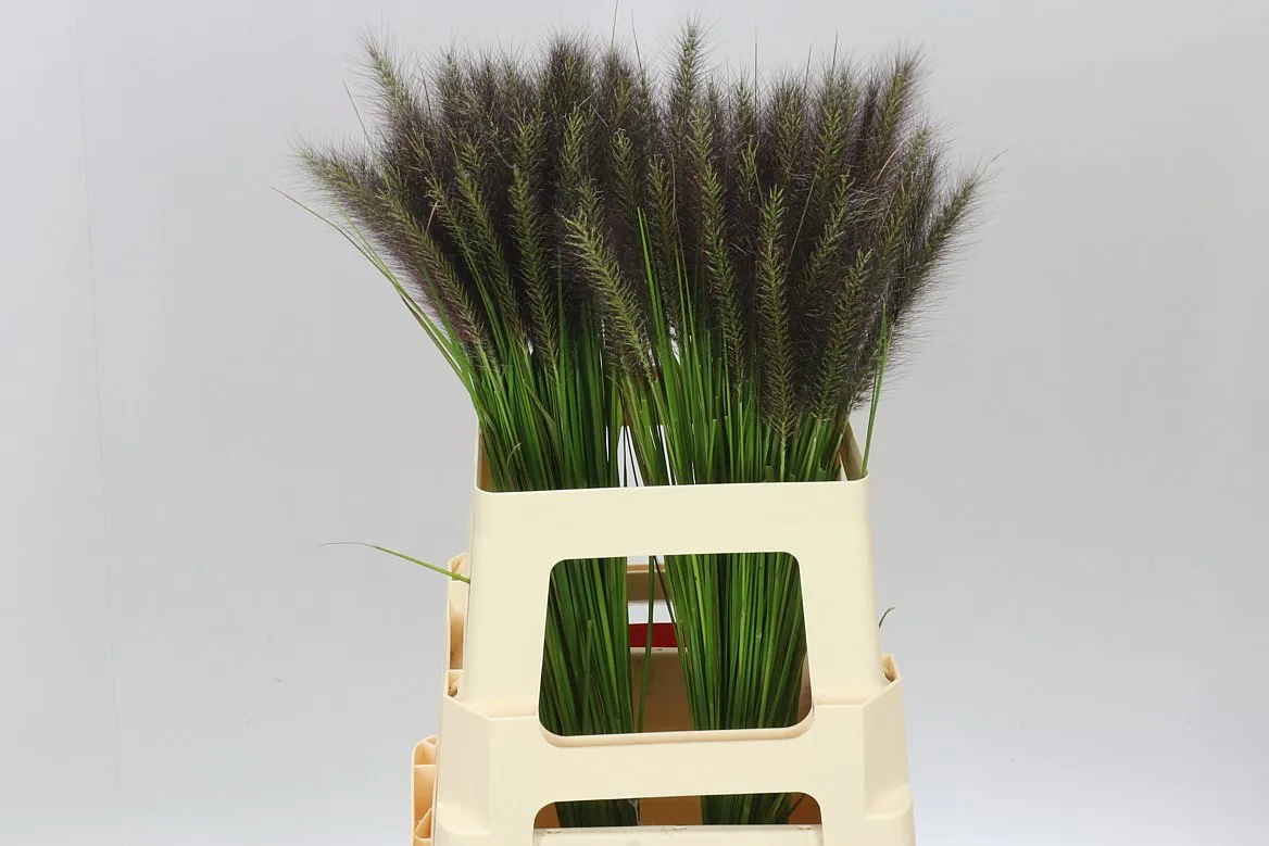 Pennisetum Redhead • 60 cm