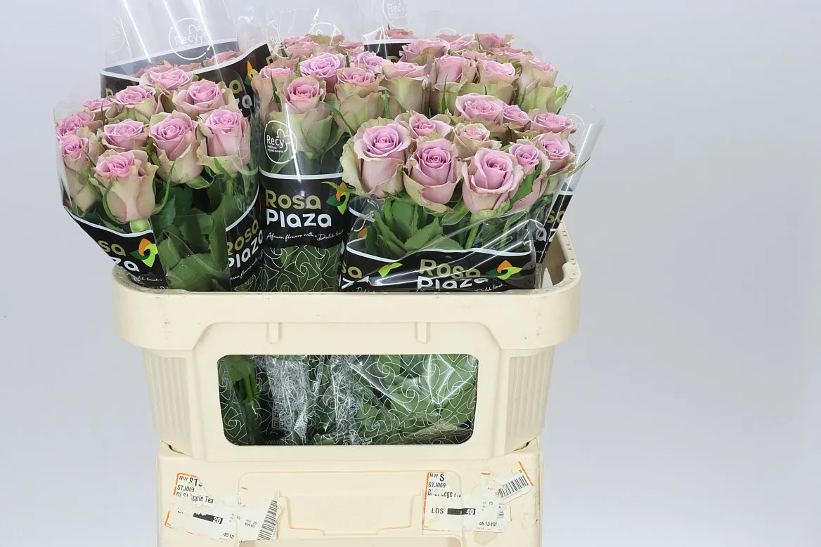 Rosa Gr Samantha's Bridal • 70 cm