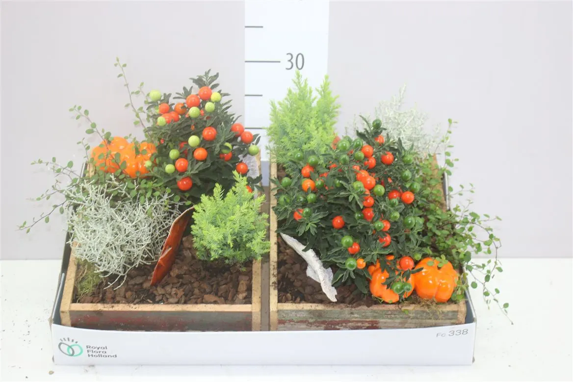 Arr Tuinplanten In Houten Kist Rechthoek • črepník 28 cm