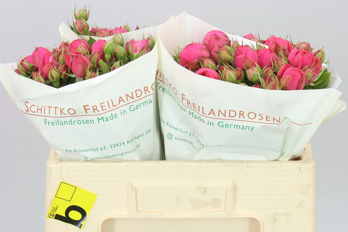 Rosa Tr Freiland Pink Piano • 50 cm
