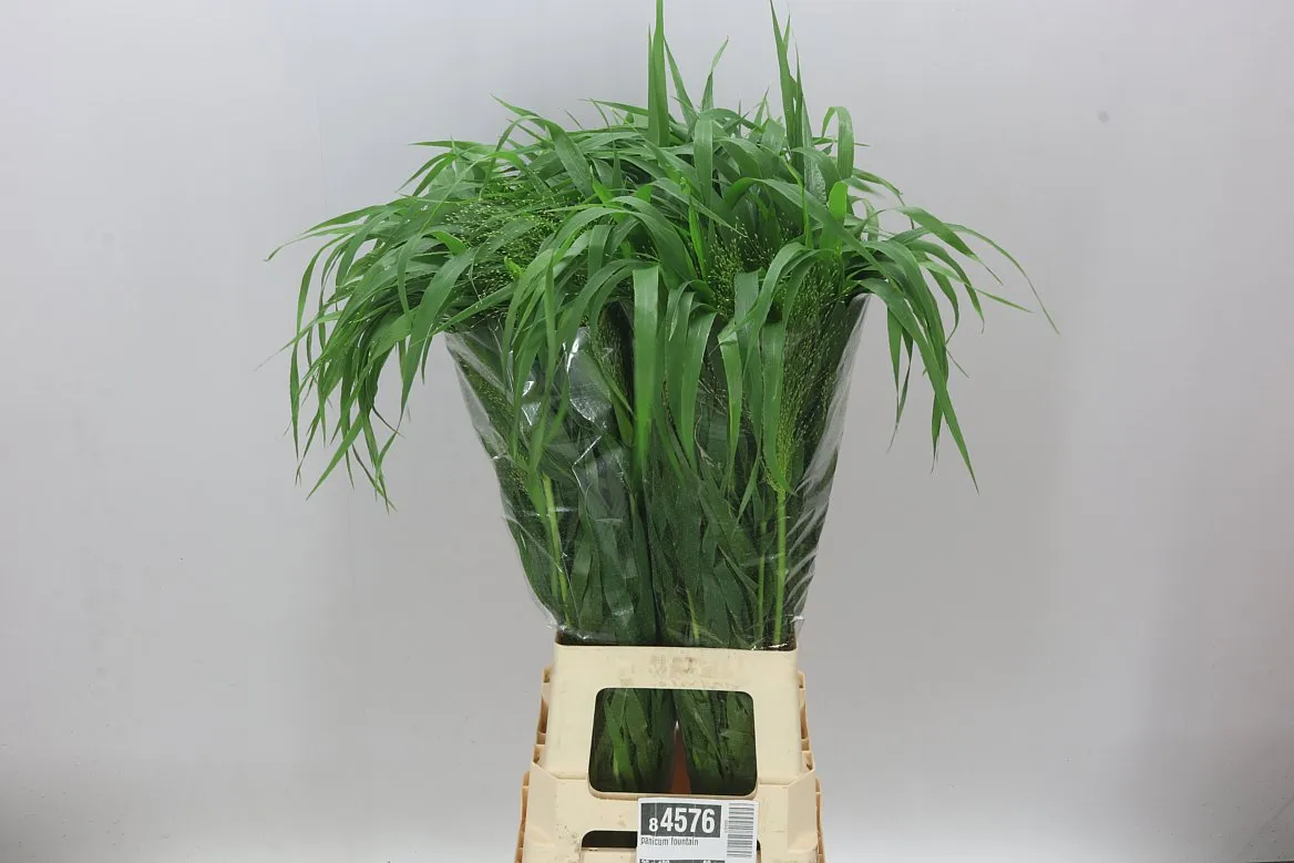 Panicum Fountain • 80 cm