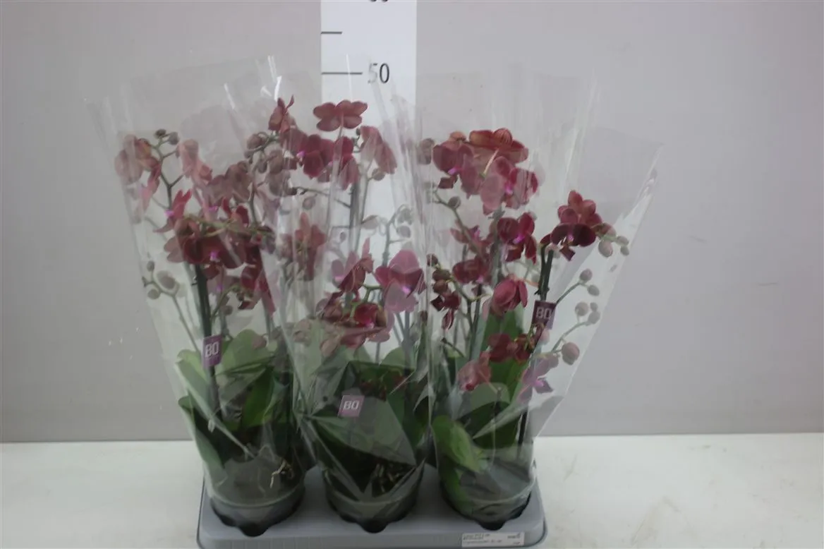 Phal Mtfl Rood 2 Tak • črepník 12 cm