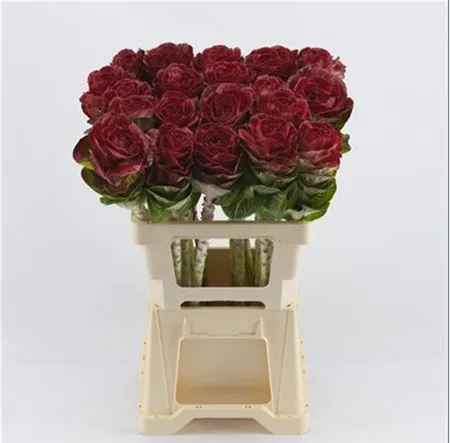 Brassica Painted Bordeaux Glitter • 60 cm