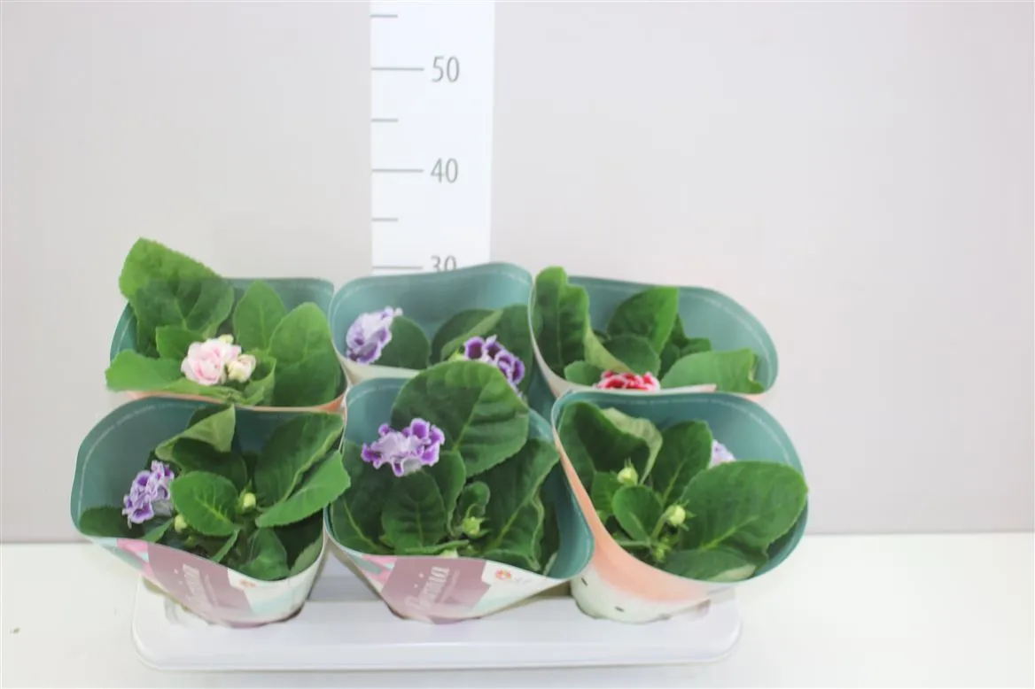 Sinningia Brocade Gemengd • črepník 12 cm