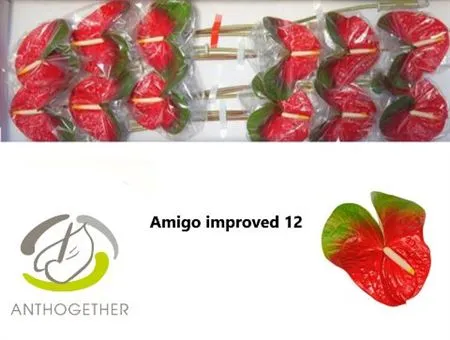 Anth Amigo Improved