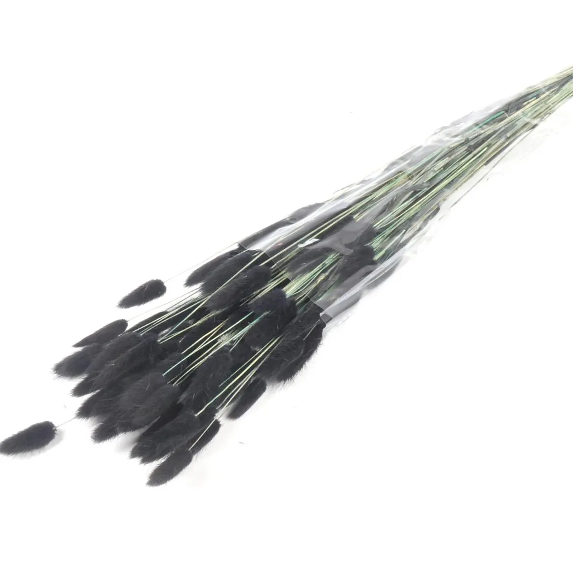 Dried Lagurus Black • 70 cm