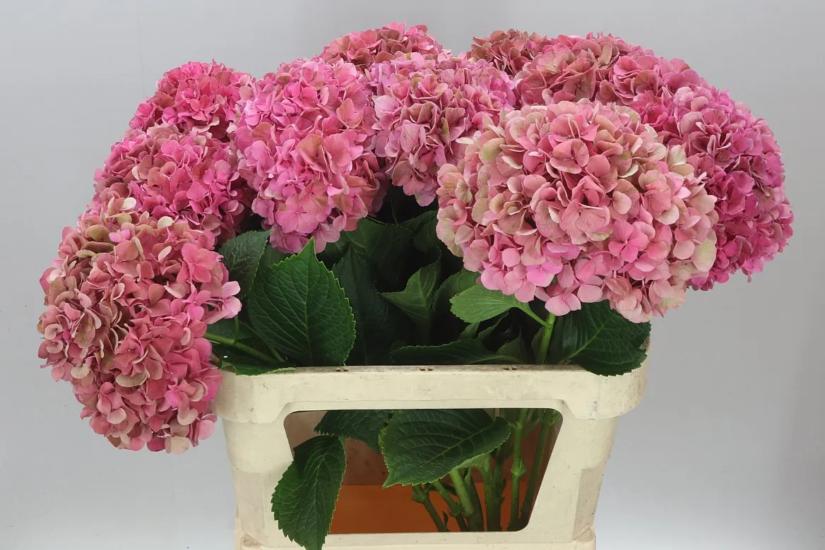 Hyd Glow Alps Classic Pink • 80 cm