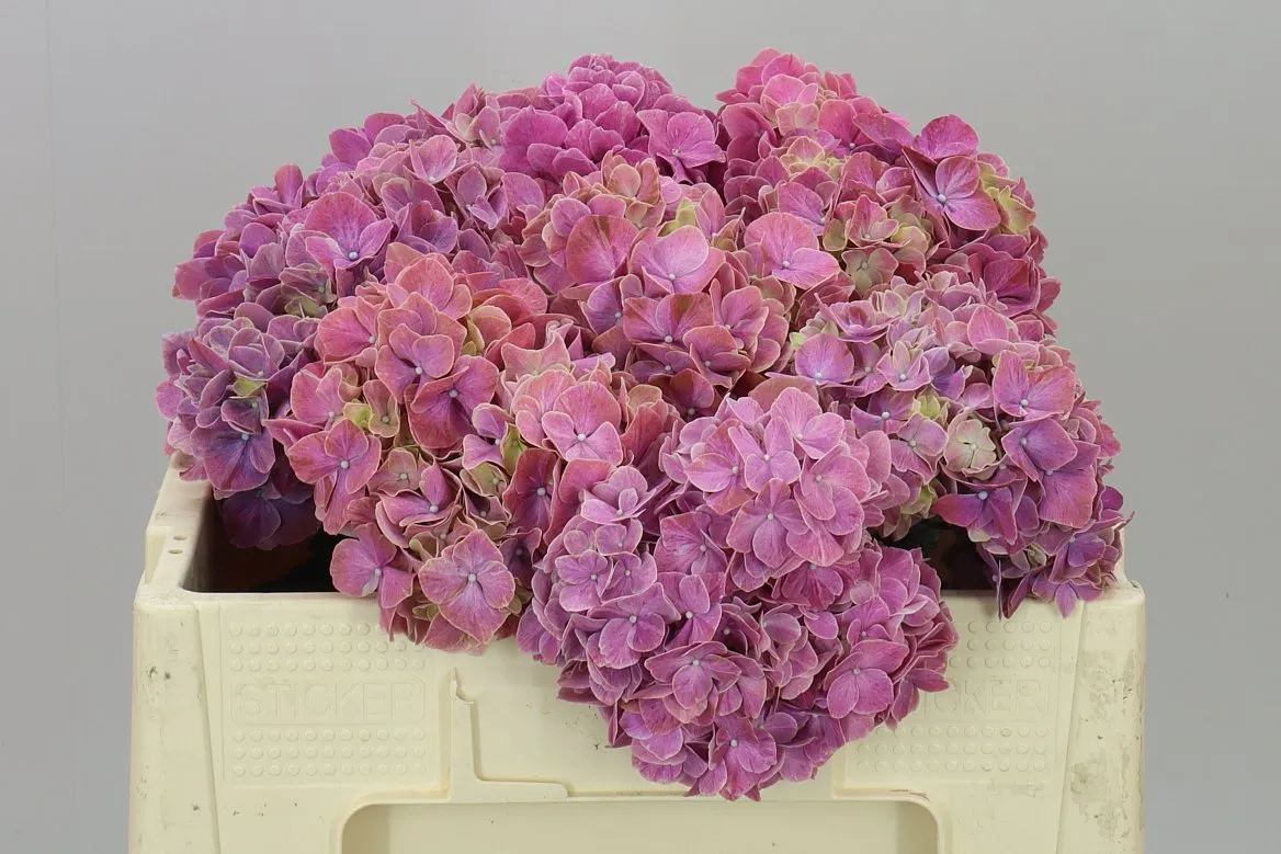 Hyd Sweet Ruby • 50 cm