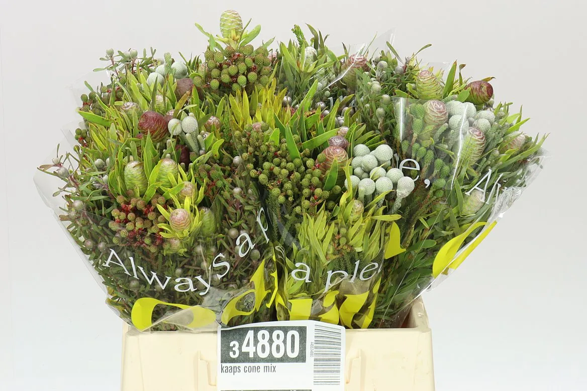 Kaaps Cone mix • 40 cm