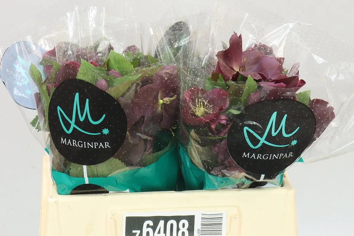 Helleborus Classic One Red • 35 cm