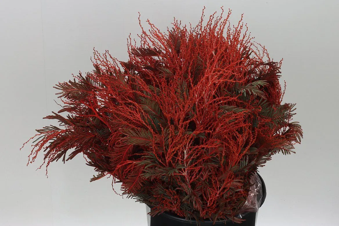 Mimosa Turner Red • 65 cm