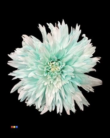 Chryzantéma veľkokvetá Undercover Pastel Mint • 70 cm