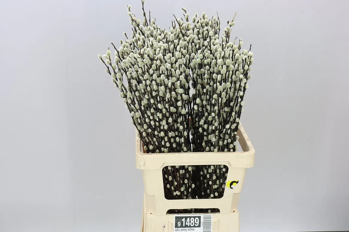 Salix Snow Flake • 70 cm