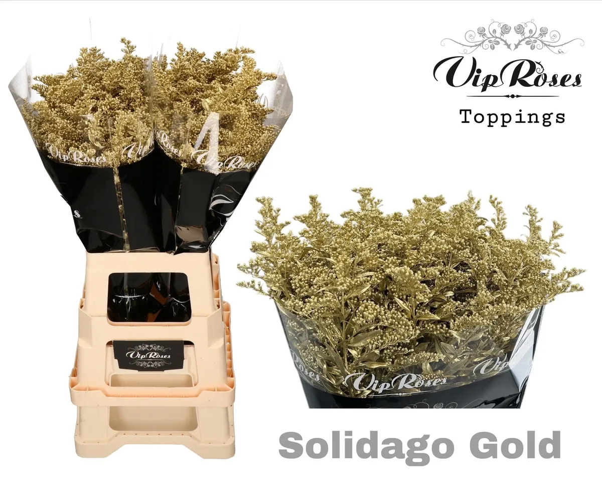 Solidago Gold • 70 cm