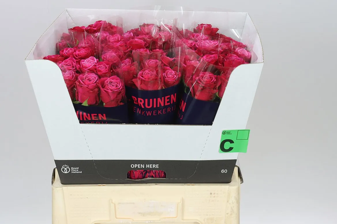 Rosa Gr Suzanne • 60 cm