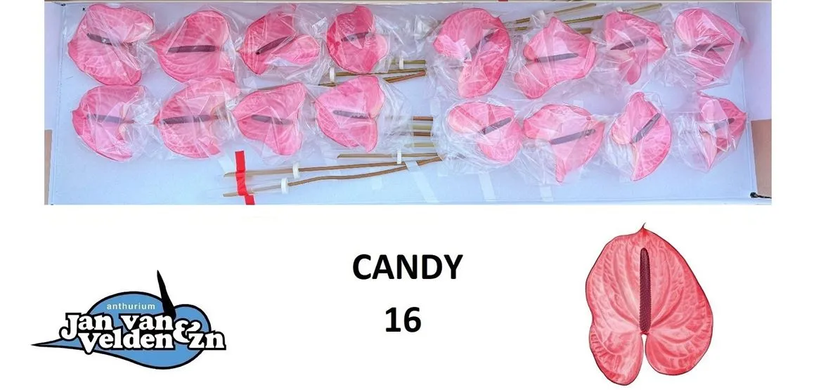 Anth Candy