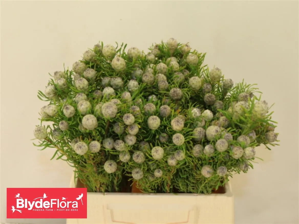 Kaaps Jade Pearl Spray • 40 cm