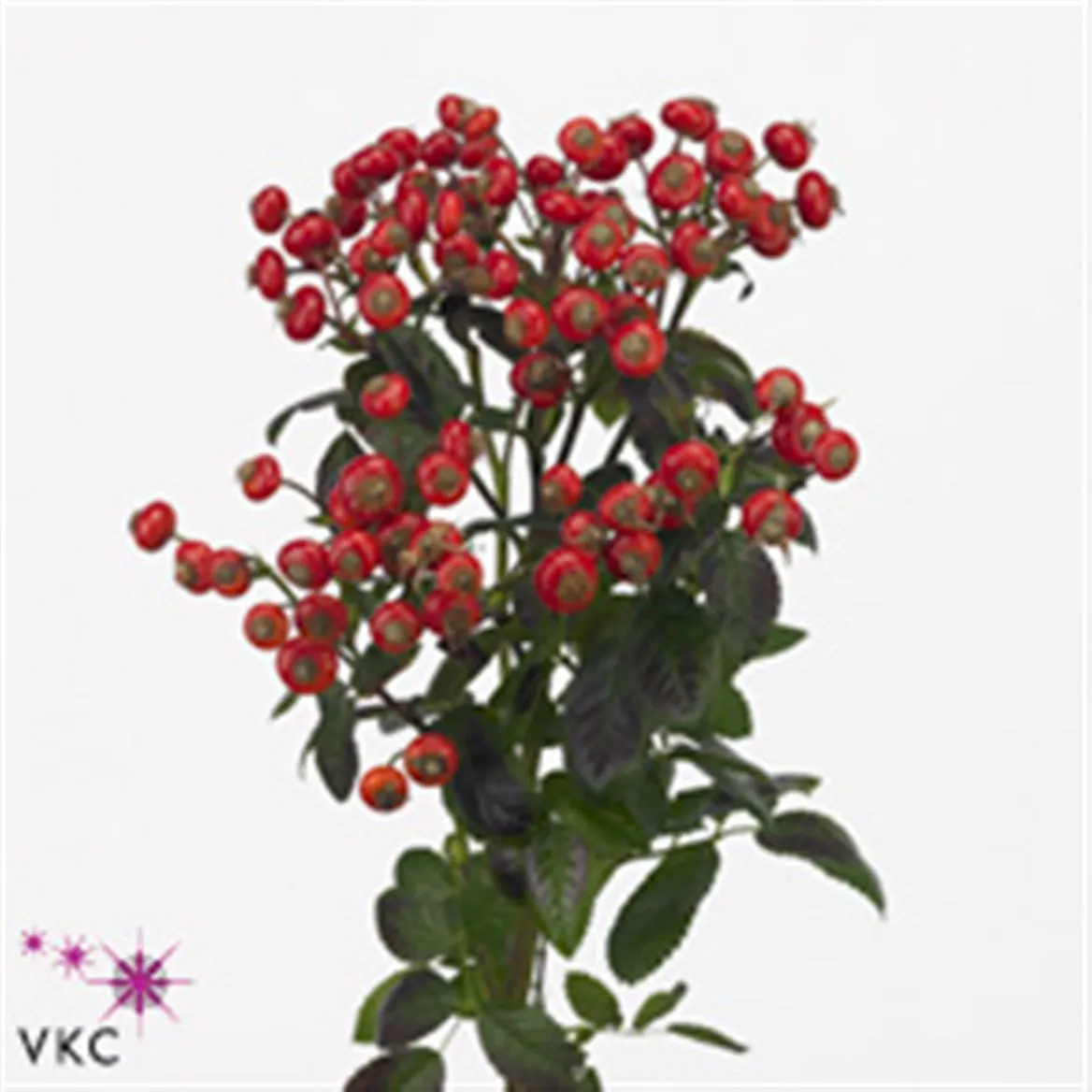 Rozenbottel Red Hooijdonk • 50 cm
