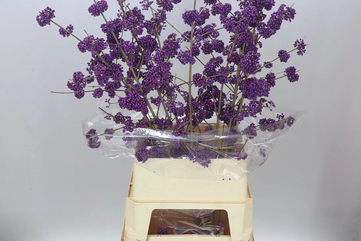 Callicarpa Pu Gian Ex • 120 cm